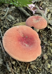 Russula pulchra