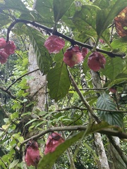 Drymonia coccinea