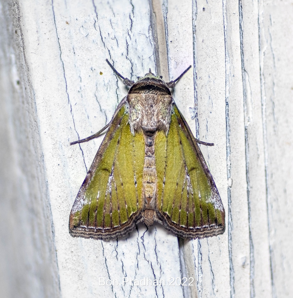 Risoba vitellina