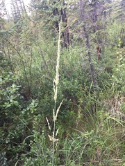 Arctagrostis latifolia