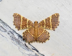 Hastina pluristrigata