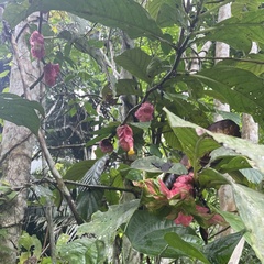 Drymonia coccinea
