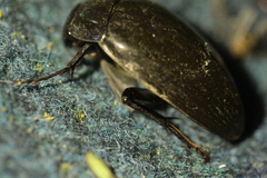Hydrophilus piceus