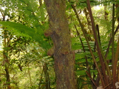 Alsophila firma