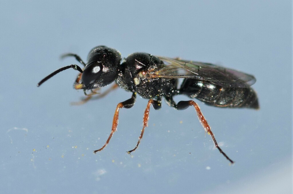 Diodontus minutus