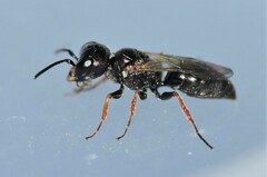 Diodontus minutus