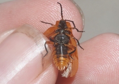 Lycus fulvellus