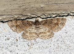 Aethalura leucozona