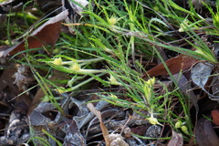 Conostylis setigera