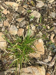 Carex concinna