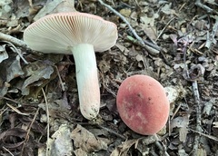 Russula pulchra