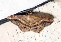 Chiasmia azataria