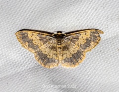 Peratophyga hyalinata