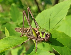 Decticus verrucivorus