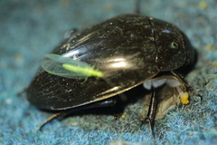 Hydrophilus piceus