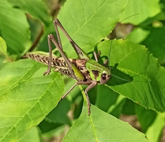 Decticus verrucivorus