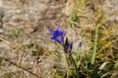 Gentiana decumbens