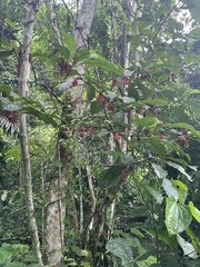 Drymonia coccinea