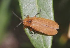 Lycus fulvellus