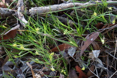 Conostylis setigera