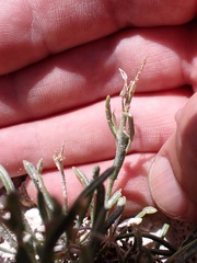Lepidium barnebyanum