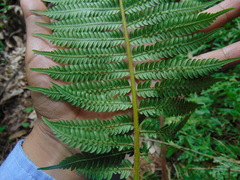 Alsophila firma
