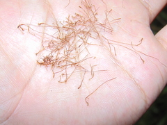 Alsophila firma