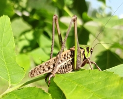 Decticus verrucivorus