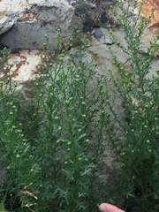 Lepidium ramosissimum