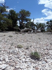 Lepidium barnebyanum