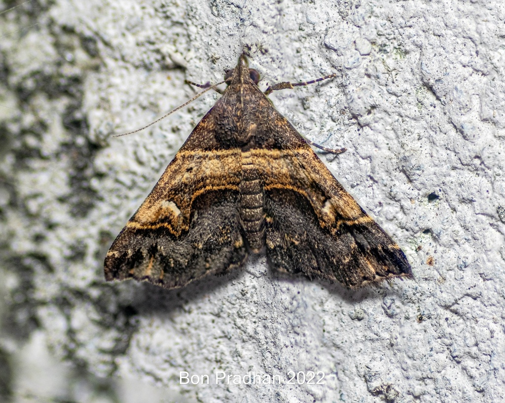 Bertula abjudicalis