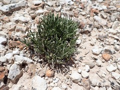 Lepidium barnebyanum