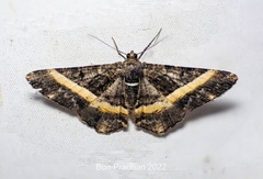 Harutalcis vialis