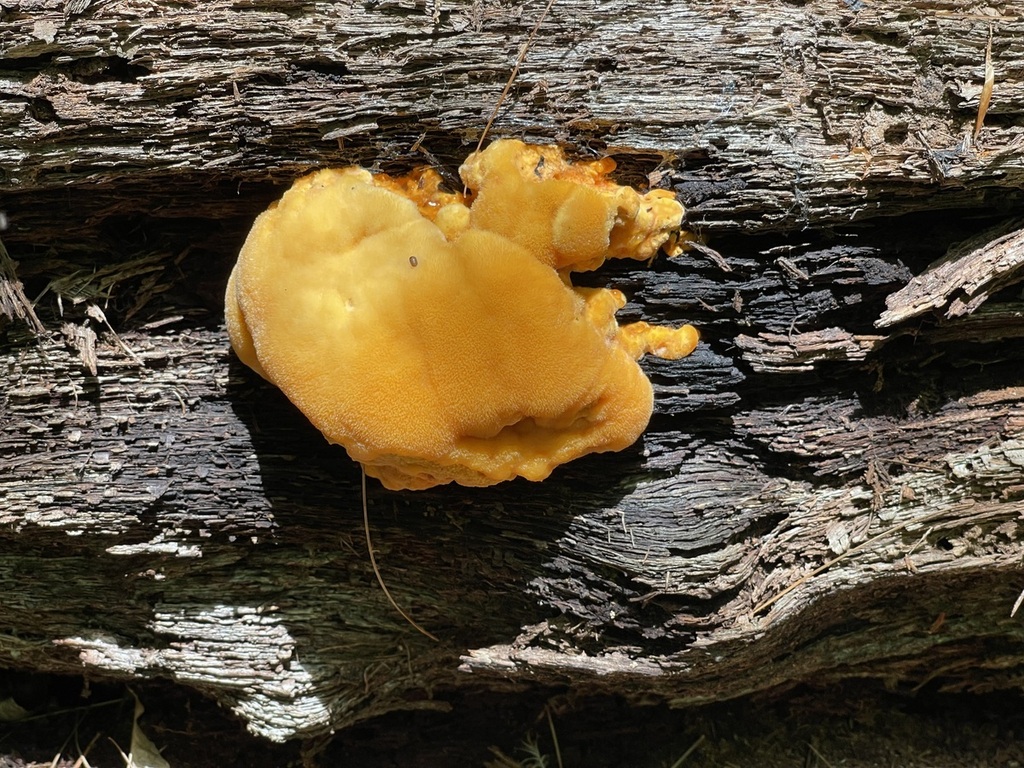 Orange Polypore in July 2022 by Ron Kerner. On dead oak · iNaturalist