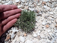 Lepidium barnebyanum