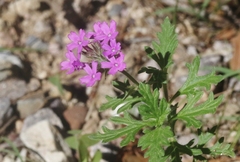 Glandularia chiricahensis