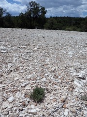 Lepidium barnebyanum