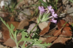 Glandularia chiricahensis