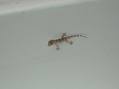 Hemidactylus leschenaultii