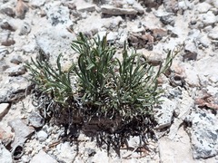 Lepidium barnebyanum