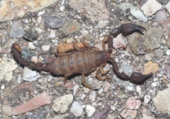 Pseudouroctonus santarita