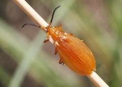 Lycus simulans