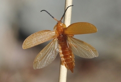 Lycus simulans