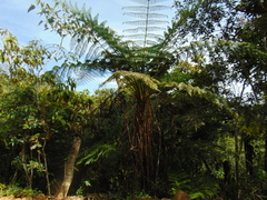 Cyathea bicrenata