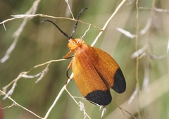 Lycus arizonensis