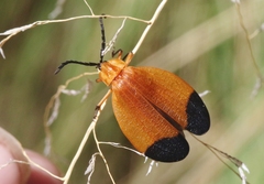 Lycus arizonensis