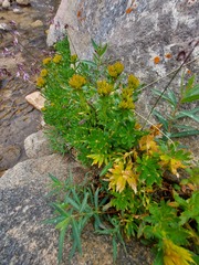 Rhodiola stephanii