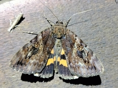 Catocala muliercula