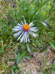 Aster flaccidus