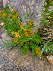 Rhodiola stephanii